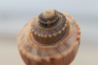 Shell